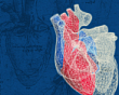 Молодые ученые Тюменского кардиологического научного центра и Томского НИИ кардиологии с успехом выступили на конгрессе «Сердечная недостаточность-2016»